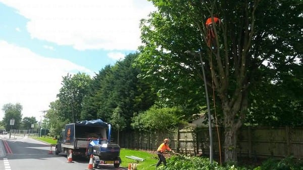 Crown Lifting Lichfield Walsall West Midlands Staffordshire