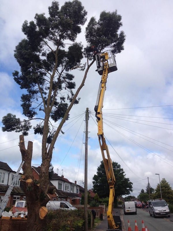 Eucalyptus tree cut down and remove staffordshire