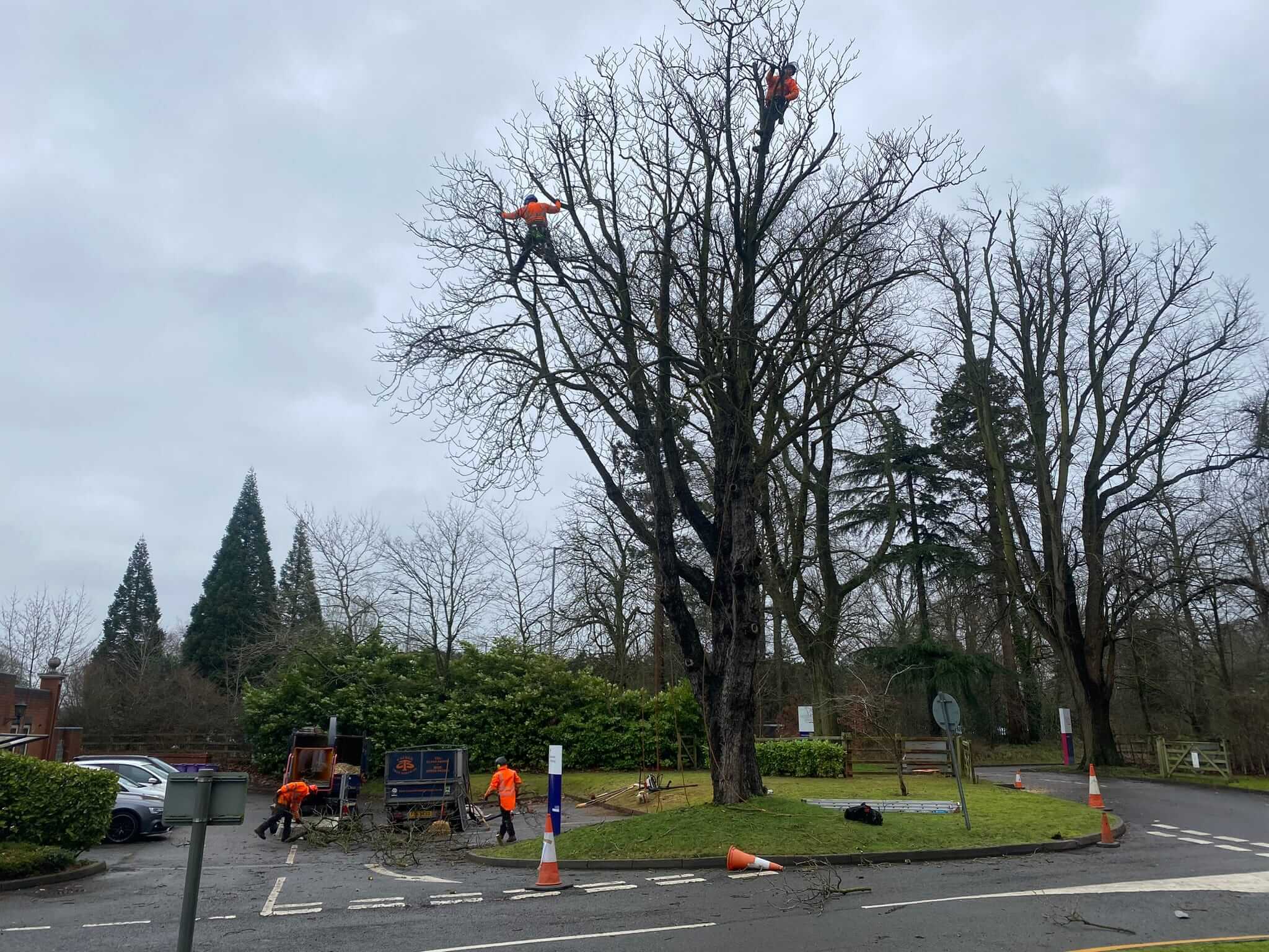Tree pruning lichfield walsall