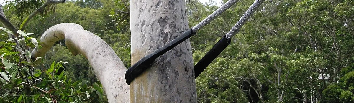 Tree Cable Bracing Walsall Tamworth