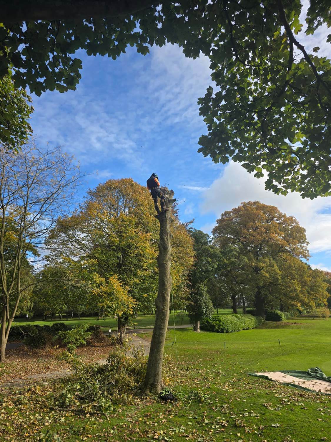 commercial tree work services lichfield