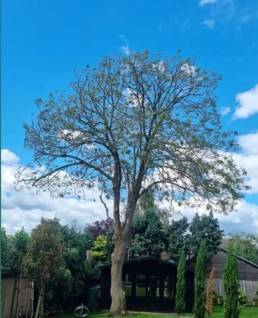 crown lifting and pruning services lichfield