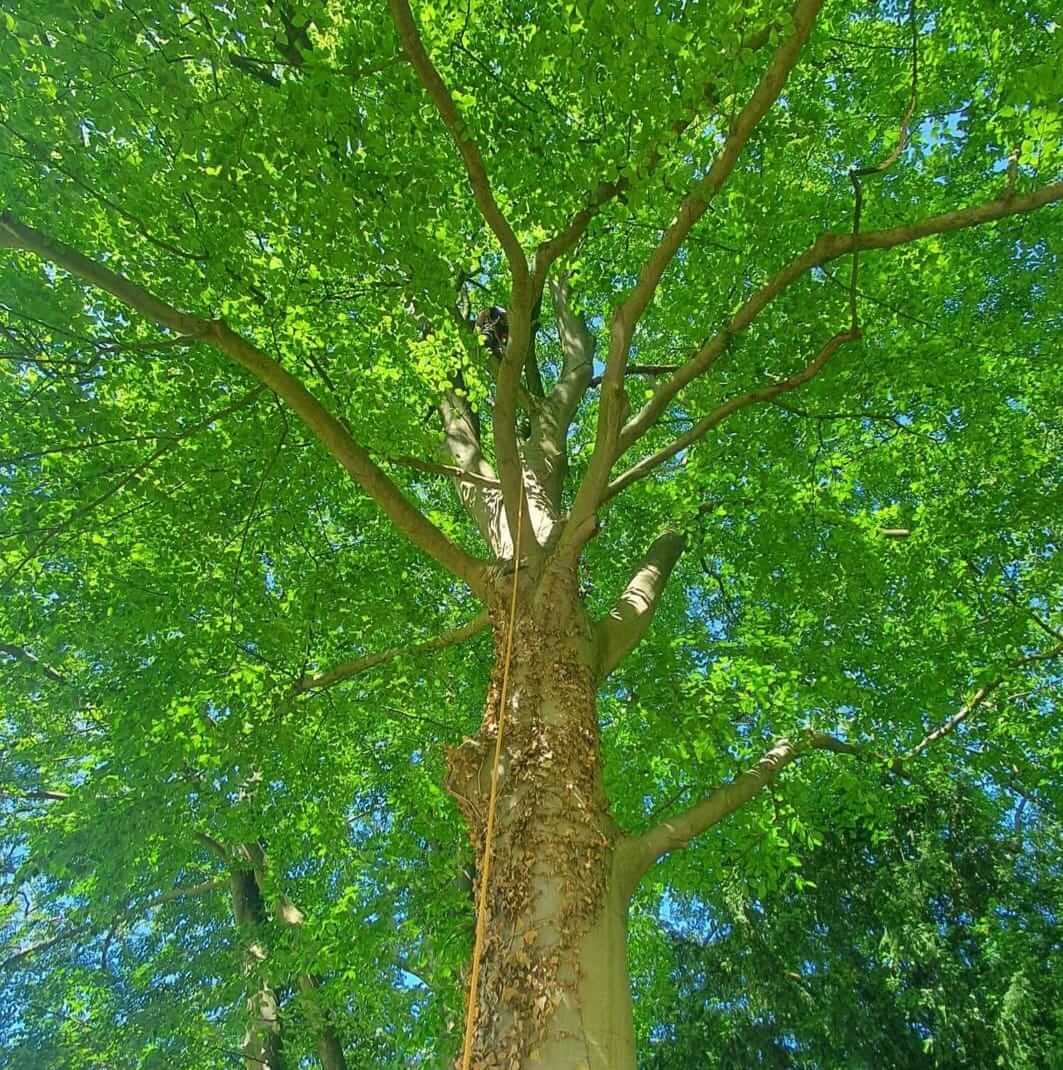 crown lifting and pruning services walsall