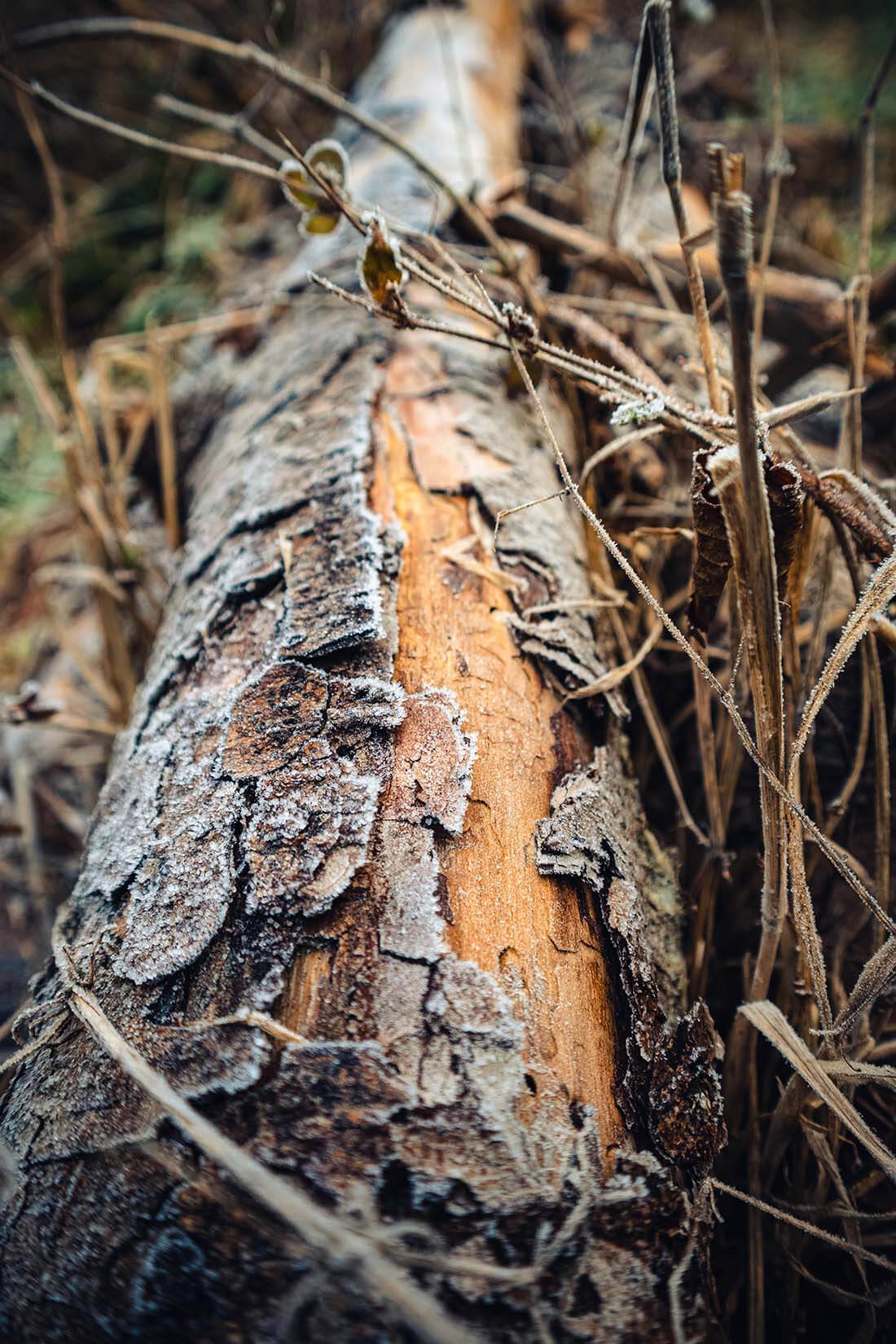 deadwood removal walsall