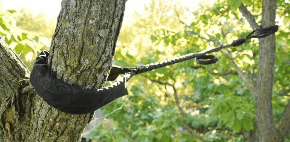 tree bracing and cabling sutton coldfield