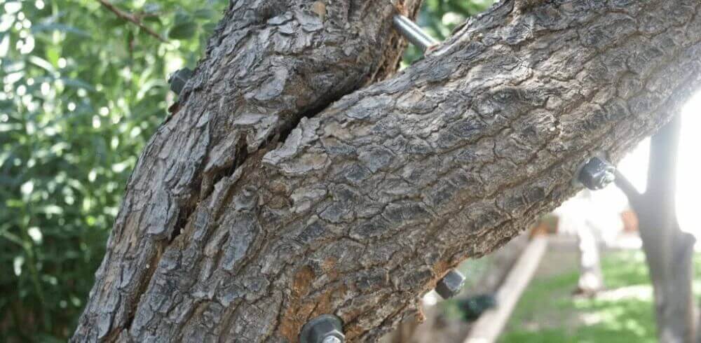 tree bracing services Staffordshire
