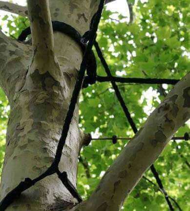 tree cabling and bracing staffordshire