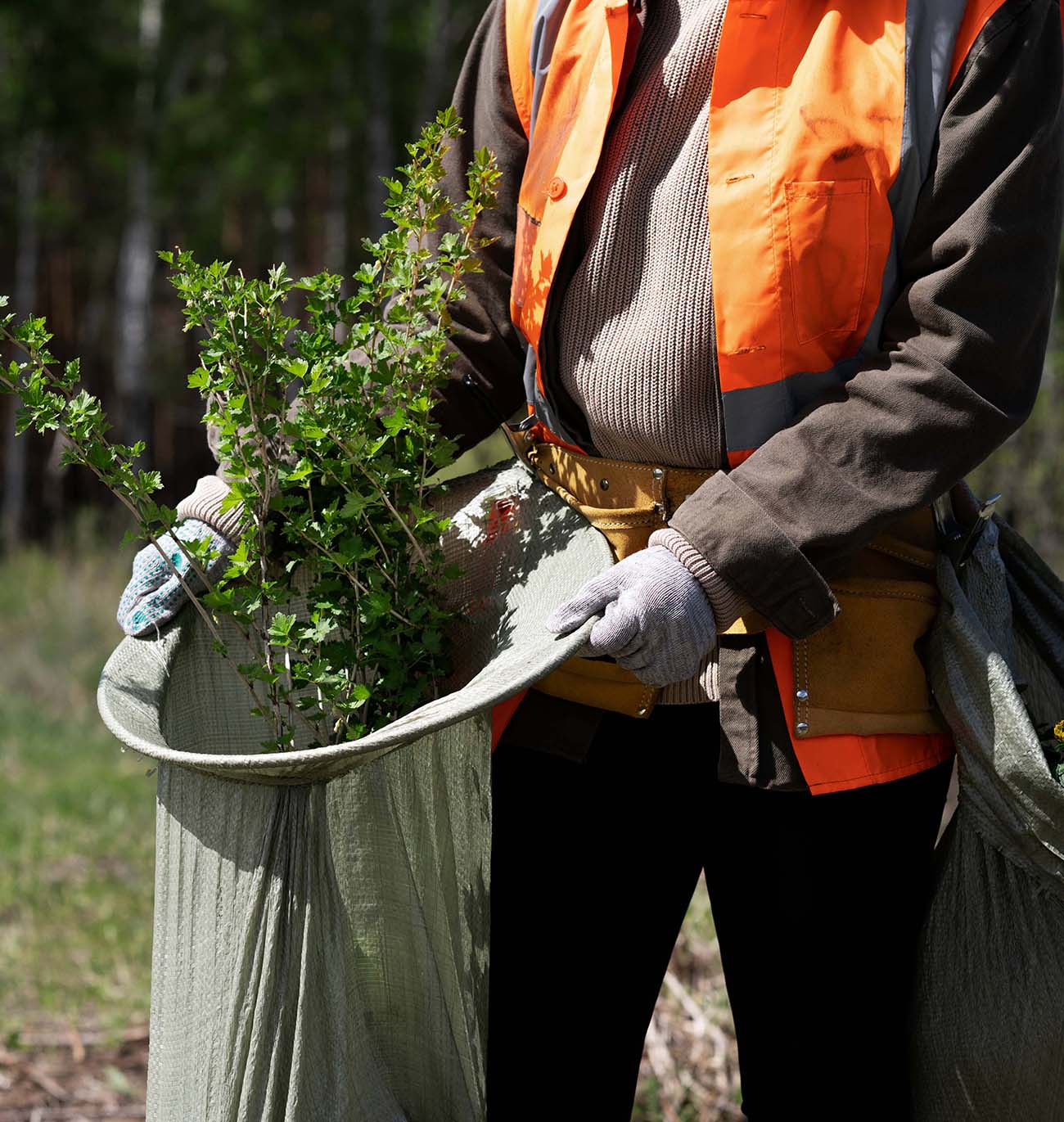 tree planting tamworth staffordshire