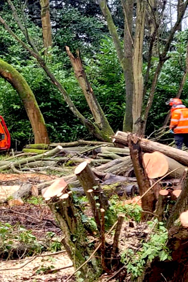 tree site clearance service lichfield walsall