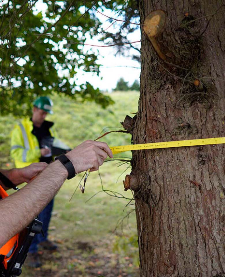 tree survey and reports tamworth sutton coldfield midlands