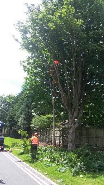 Crown-Lifting-2 Crown-Lifting-2