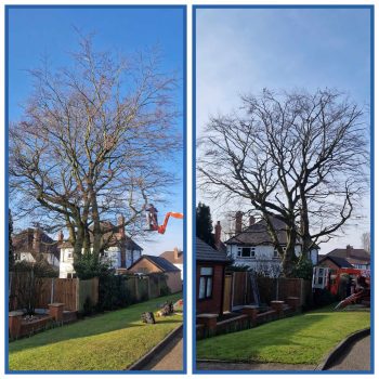 Pruning5 ba Pruning5 ba