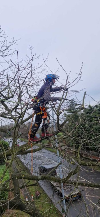 Pruning7