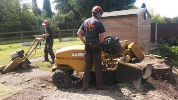 Tree stump removal Sutton Coldfield and Birmingham