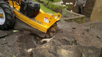 Tree stump removal