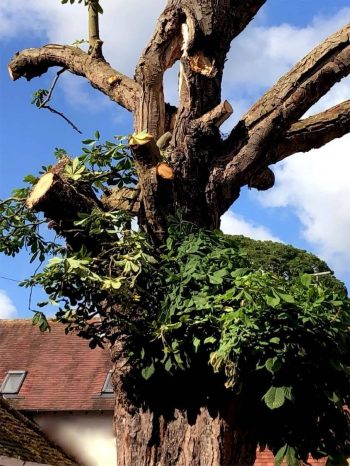 deadwood removal services tamworth birmingham