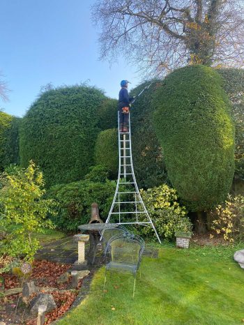 hedge maintenance3 hedge maintenance3