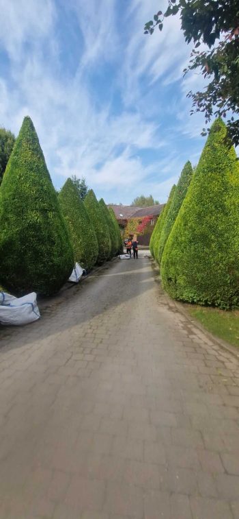 hedge maintenance7 hedge maintenance7