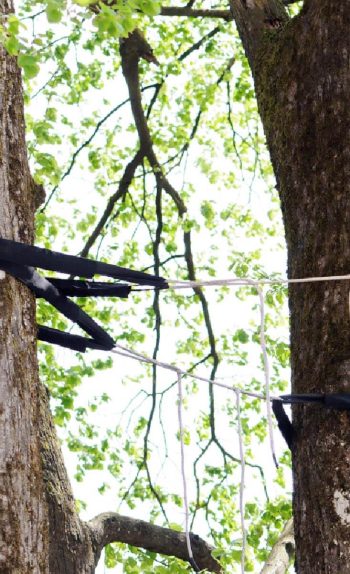 tree cable bracing brownhills west midlands