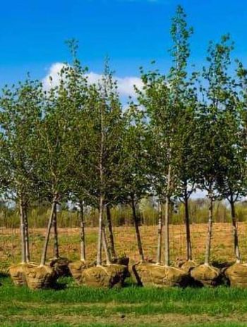 tree planting services lichfield