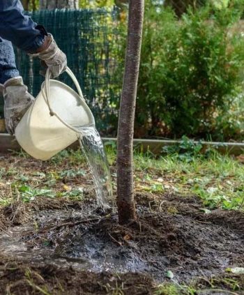 tree planting services staffordshire lichfield