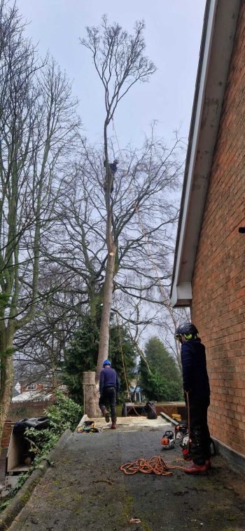 tree removal section1