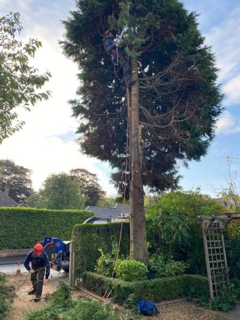 tree removal section2 tree removal section2